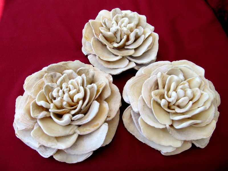 Foto os produtos de concha do mar