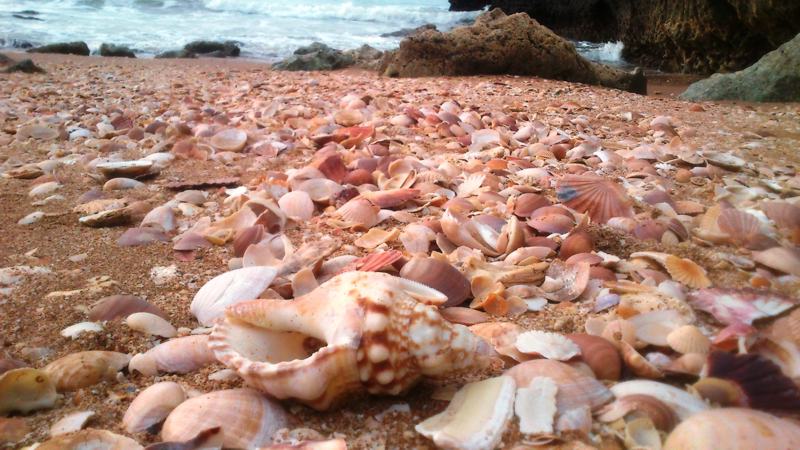 Foto que descreve conchas do mar