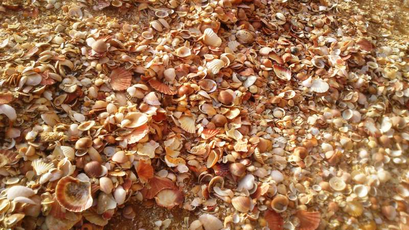 Fotos com incontáveis troféus do mar