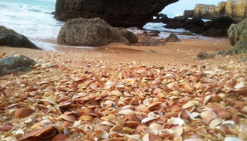 Uma foto de uma praia maravilhosa