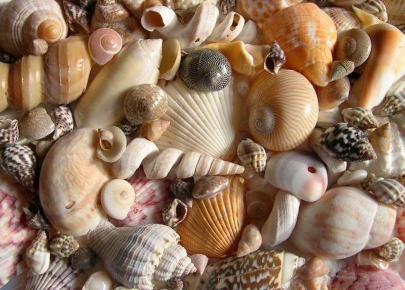 Fotos com belas conchas